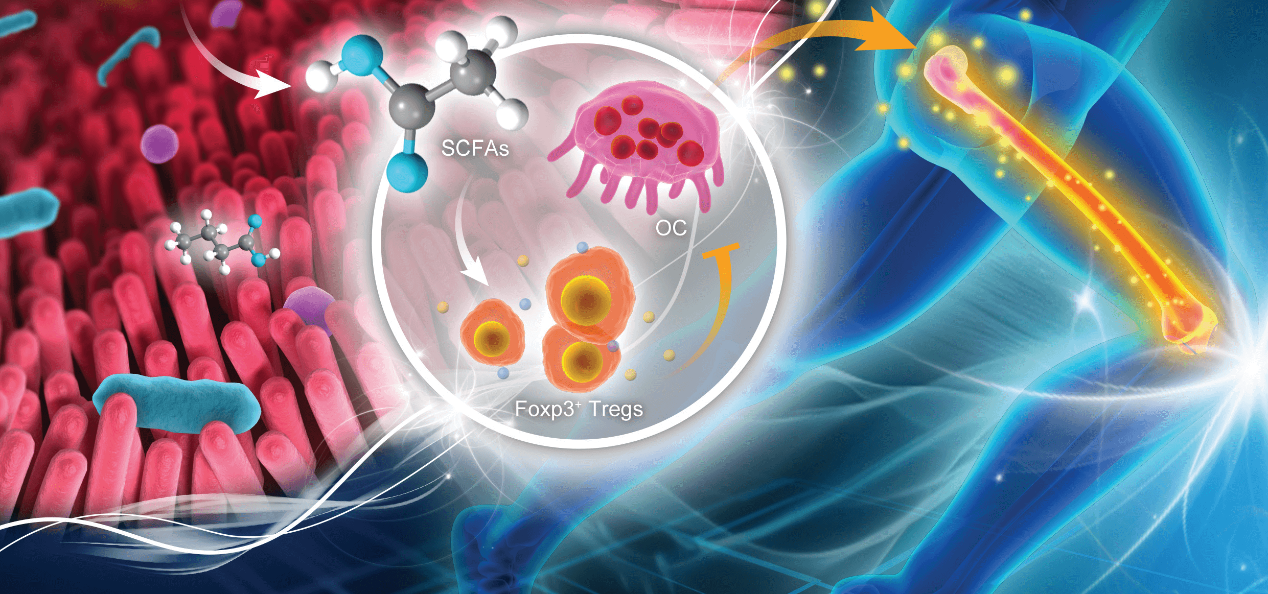 LetPub Journal Cover Art Design - β-Sitosterol protects against food allergic response in BALB/c mice by regulating the intestinal barrier function and reconstructing the gut microbiota structure