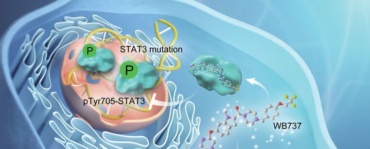 LetPub Journal Cover Art Design - Preclinical characterization of WB737, a potent and selective STAT3 inhibitor, in natural killer/T-cell lymphoma