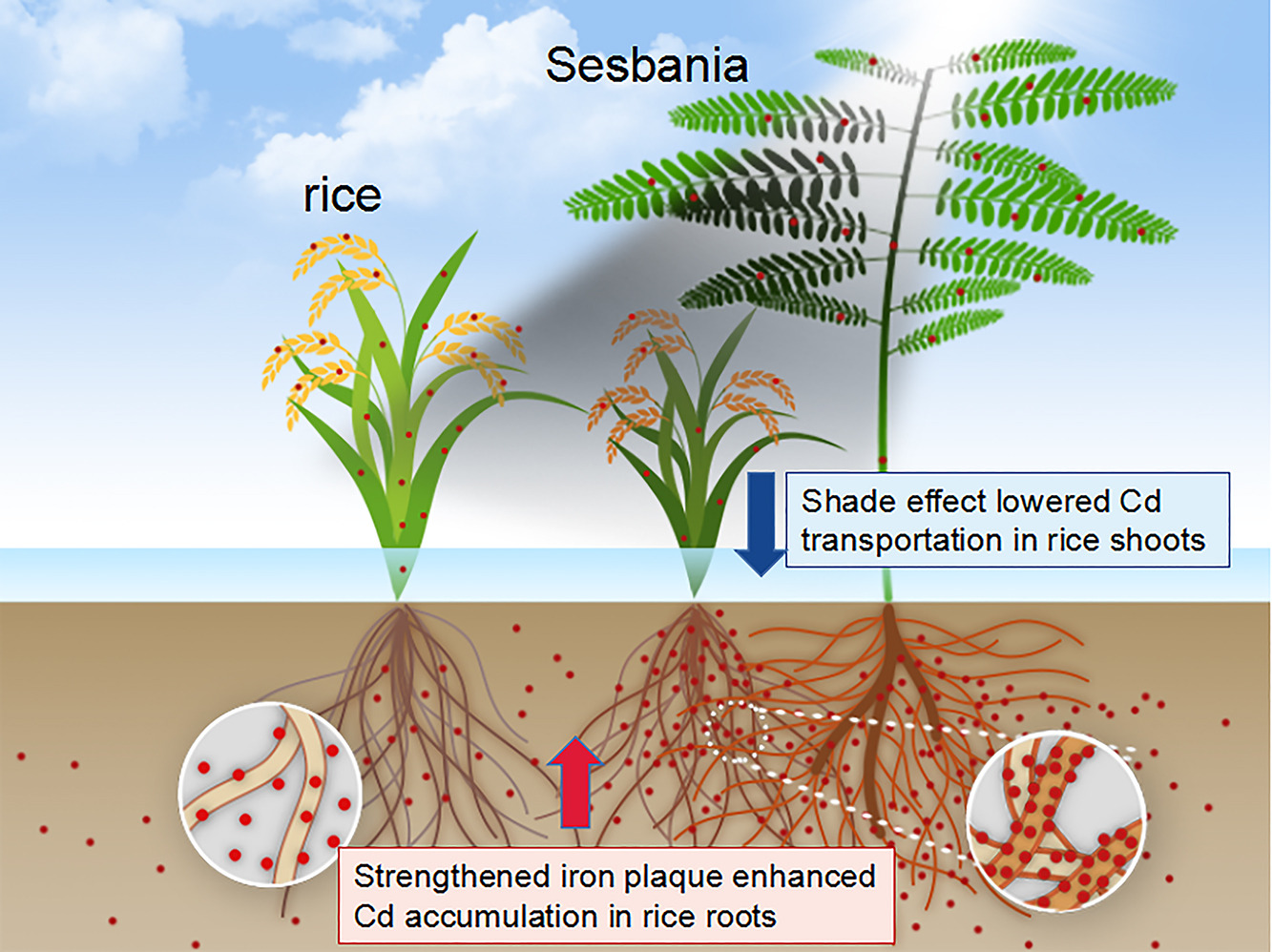 LetPub Graphical Abstract
