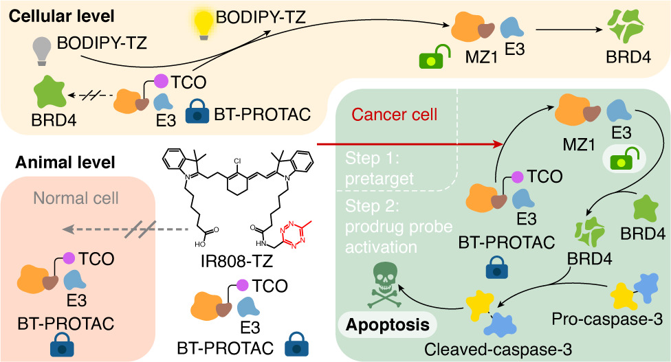 LetPub Graphical Abstract