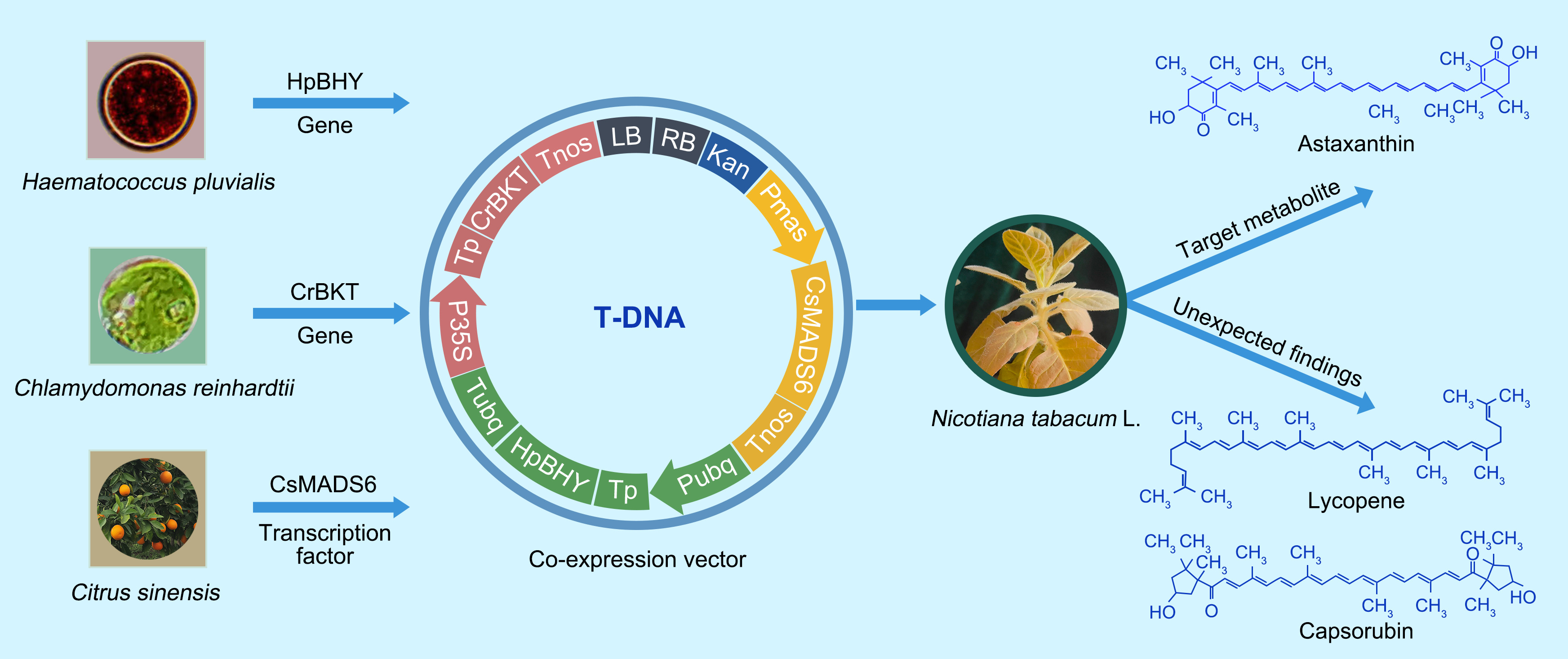 LetPub Graphical Abstract